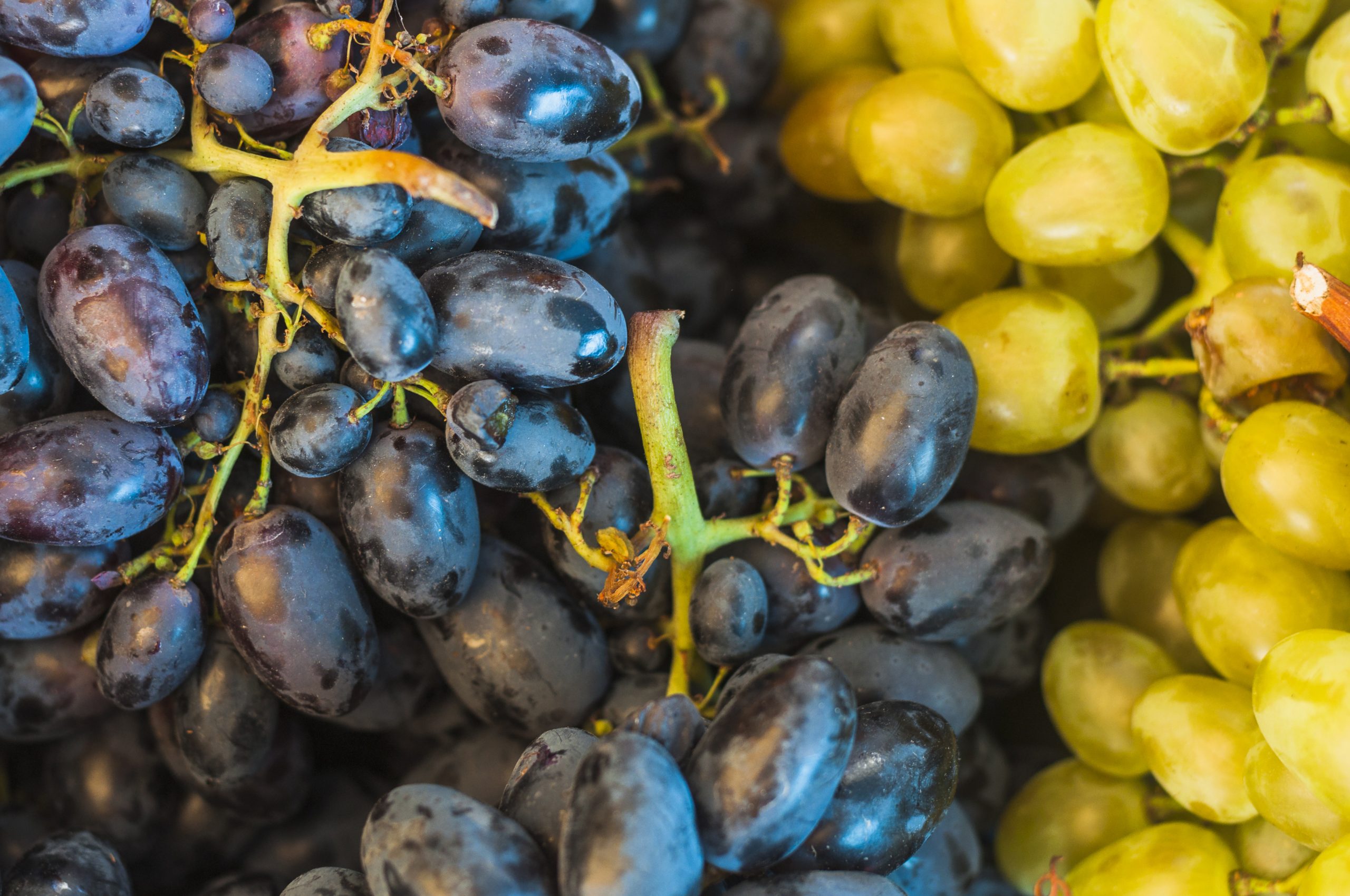 uvas